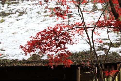 紅葉が有名な埼玉県新座市の平林寺に撮影散歩に行ってきた